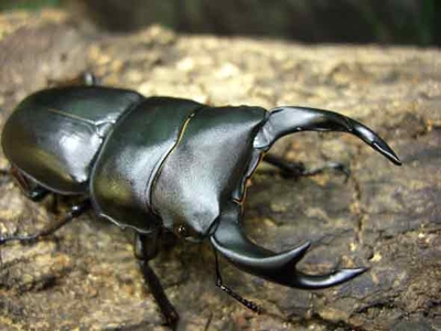 おるなーたMHHC オオクワガタ F0 材割成虫59㎜ 美形コン2位個体 おる